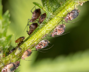 Aphids are like a parasite on a plant