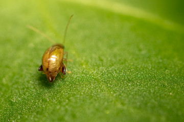 Beetle on a green plant in nature