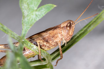 Portrait of a grasshopper on a green plant