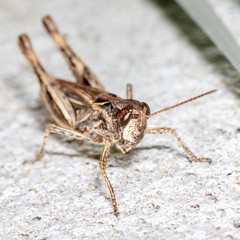 Portrait of a grasshopper on concrete