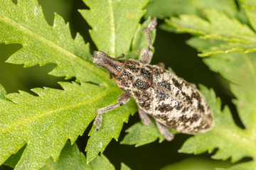 Beetle on a green plant in nature