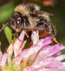 A bee collects honey on a flower