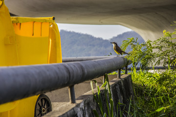 Brazilian birds outdoors