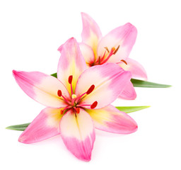 Fototapeta na wymiar Two pink lily isolated on white background.