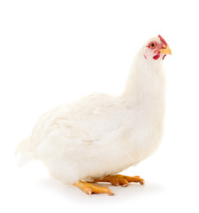 White hen isolated.