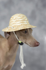 Portrait of little italian greyhound dog.Costume. Hat