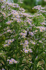 Fototapeta premium Aster ageratoides (Nokon-giku) 