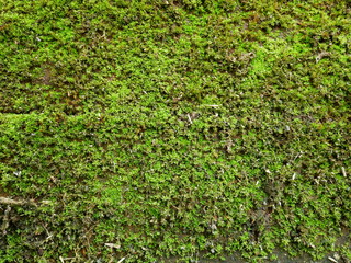 moss on stone wall background,nature green plant