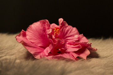 Macro picture of a pink flower