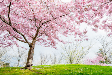 Obraz premium Beautiful full bloom cherry Blossom trees in the early spring season. Pink Sakura Japanese flower in Japanese garden with green grass.