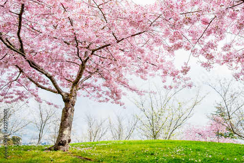 Beautiful Full Bloom Cherry Blossom Trees In The Early Spring Season Beautiful Full Bloom Cherry Blossom Trees In The Early Spring Season Pink Sakura Anese Flower
