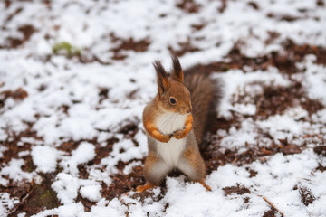 Naklejka na ściany i meble squirrel in snow