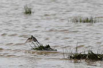 Wagtail © prentiss40