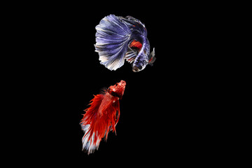 Betta Siamese fighting fish, Betta splendens Pla-kad (biting fish) Thai, trey krem Khmer, popular aquarium fish. Red white half moon long delta tail Betta fighting fire motion isolated on black 