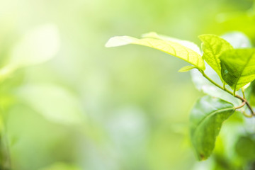 Autumn leaves on the sun. Fall blurred background.