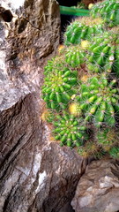 The cactus growing on a rock.