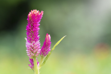 Autumn leaves on the sun. Fall blurred background.