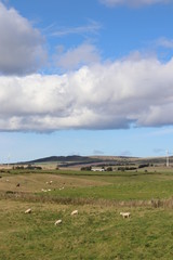Fototapeta na wymiar Clouds in sky with sheep in fields