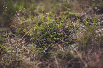 moss on the tree