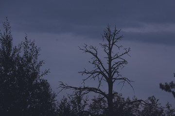 silhouette of a tree