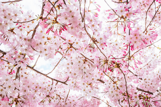 Beautiful full bloom cherry Blossom in the early spring season. Pink Sakura Japanese flower. Japanese Garden. A depth of field with bokeh photo style.