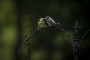 Blue Tits2