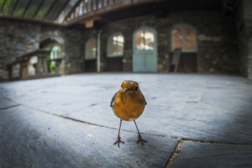 Robin Fisheye