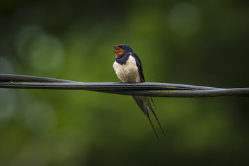 Swallow Sing