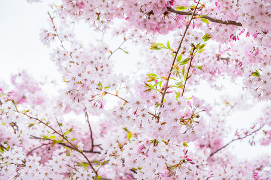 Beautiful full bloom cherry Blossom in the early spring season. Pink Sakura Japanese flower. Japanese Garden. A depth of field with bokeh photo style.