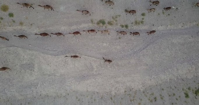Flying over Camels Herd in the desert
Drone shot of Camels Herd walking in the desert, Israel
