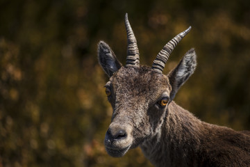 Ibex