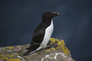 Razorbill 3