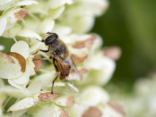 Helle Fliege auf Hortensie