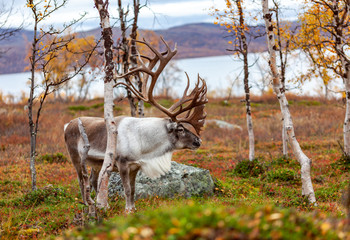 Big reindeer in the forest, mountains in the background, Lapland, Finland © Kamila Sankiewicz