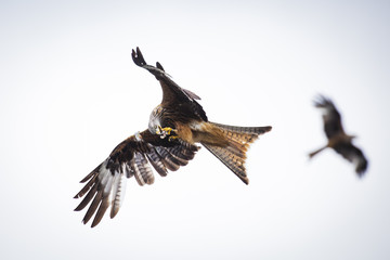 Red Kite 3