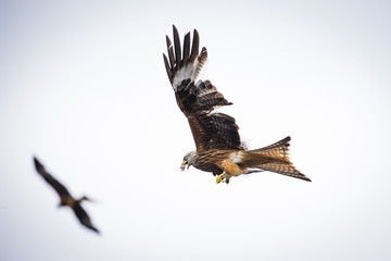 Red Kite 4