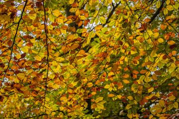 Beech Colour