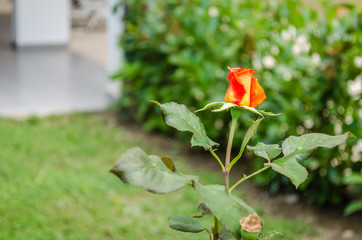Colorful rose flower bud on a plant