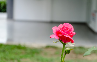 Blooming rose flower on a plant