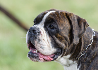 boxer dog