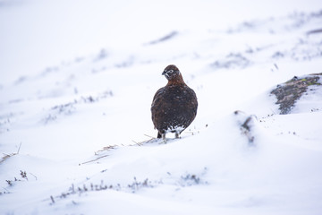 Grouse4
