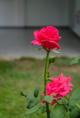 Blooming rose flower on a plant