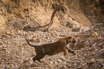 A angry male tiger charged over gypsy at ranthambore national park