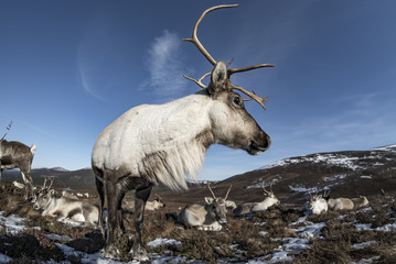Reindeer5 © James