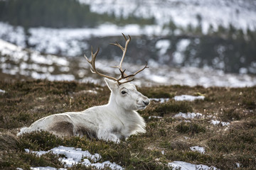 Reindeer4