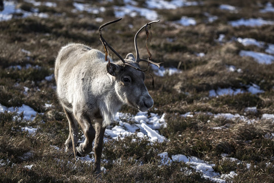 Reindeer6 © James