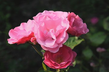 pretty pink rose close up