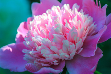 large pink flower