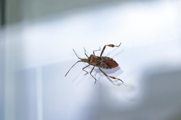 Nahaufnahme einer Amerikanischen Kiefernwanze