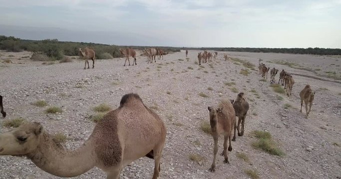 Flying over Camels Herd in the desert
Drone shot of Camels Herd walking in the desert, Israel
